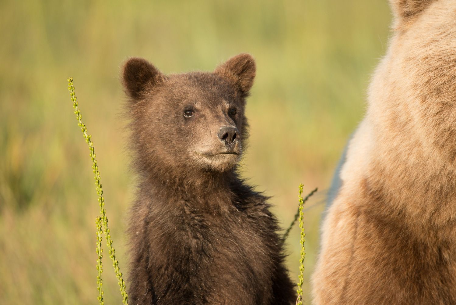 I'm Almost as Tall as Mom!