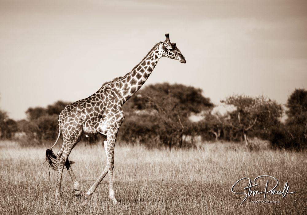 Africa 2014  2014-06-11  16-11-46  DSC_3119-Edit.jpg