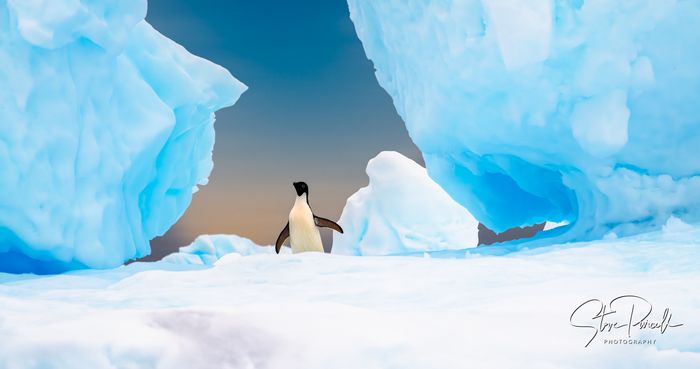Antartica 2020 -855-2-Enhanced-NR-Edit.jpg
