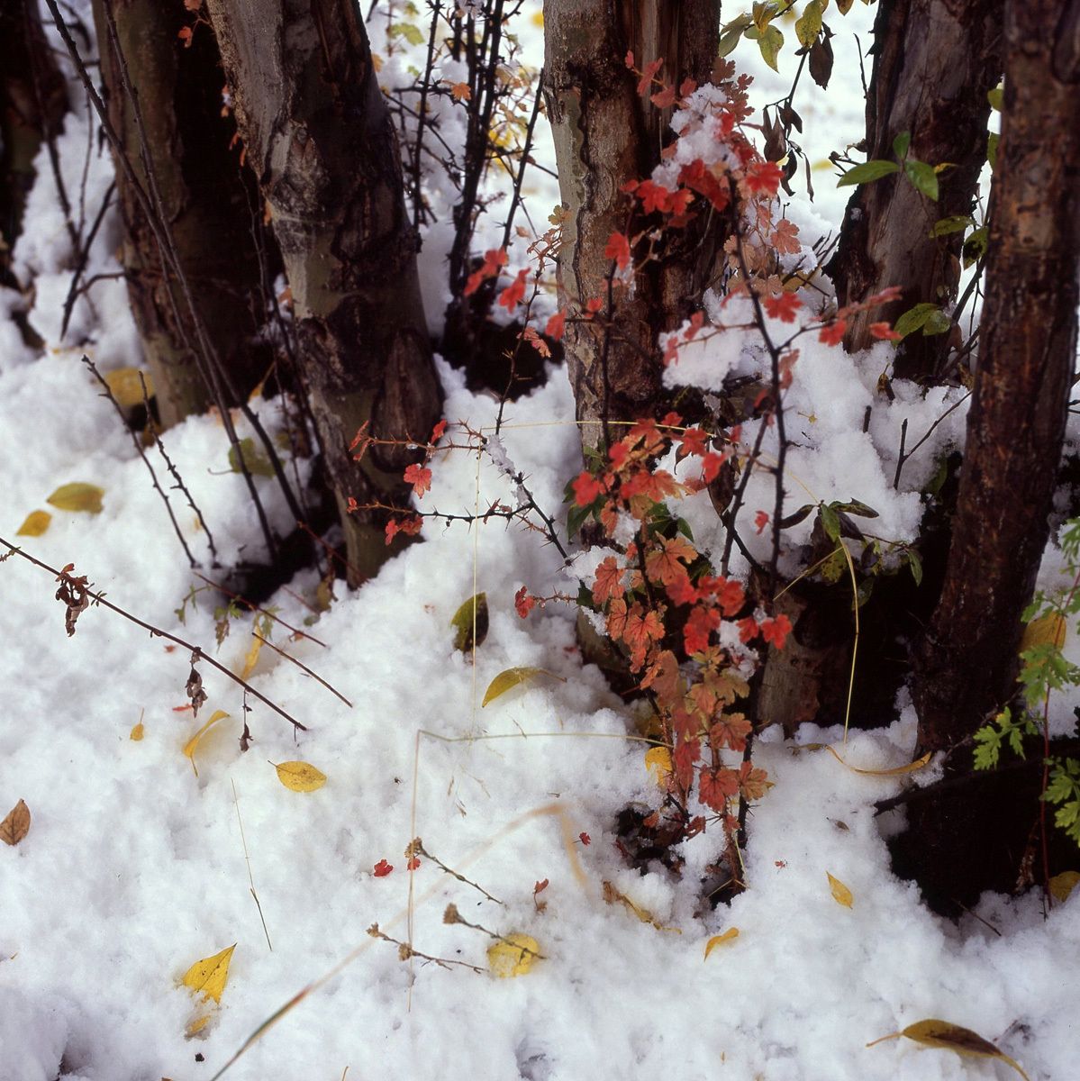 1season_s_first_snow