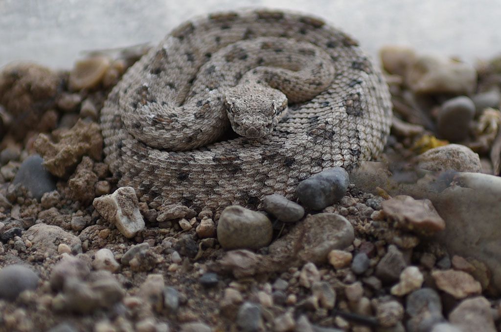 Baby rattlesnake, a denizen of Slab City