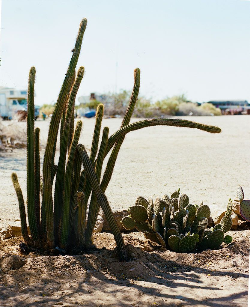Cactus, a denizen of Slab City