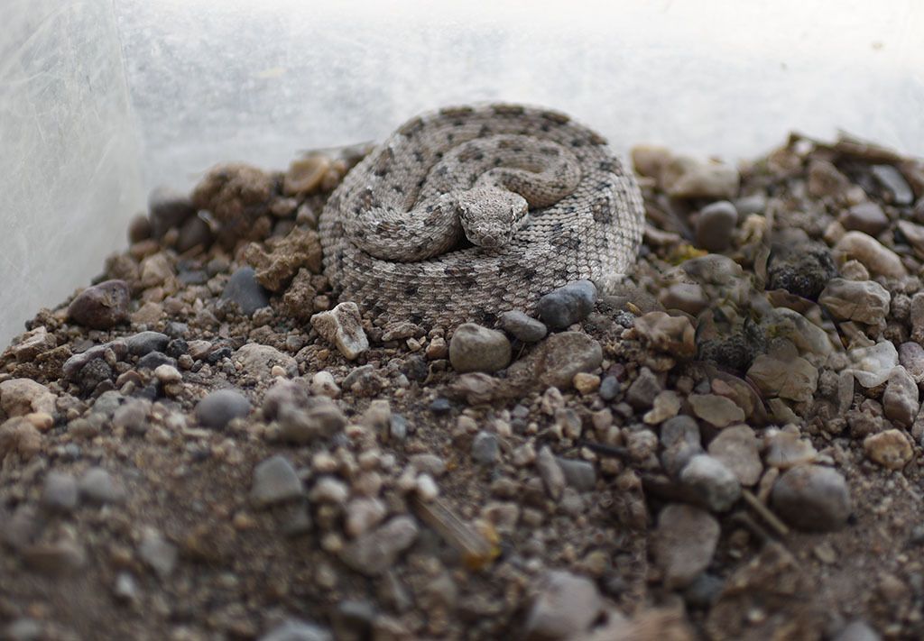 Baby rattlesnake, a denizen of Slab City
