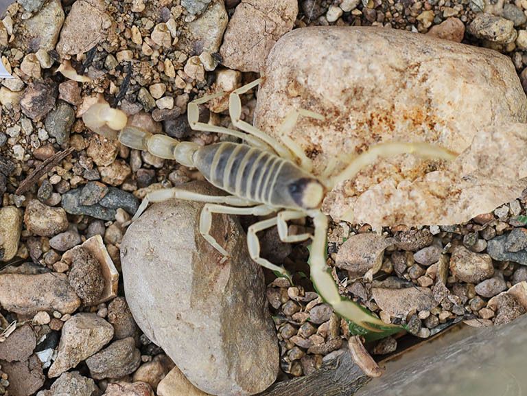 Scorpion, a denizen of Slab City