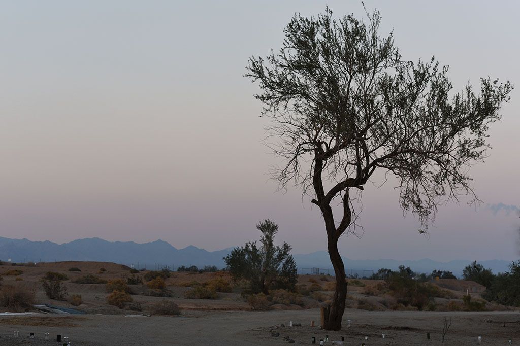 Lonesome TreeEast Jesus