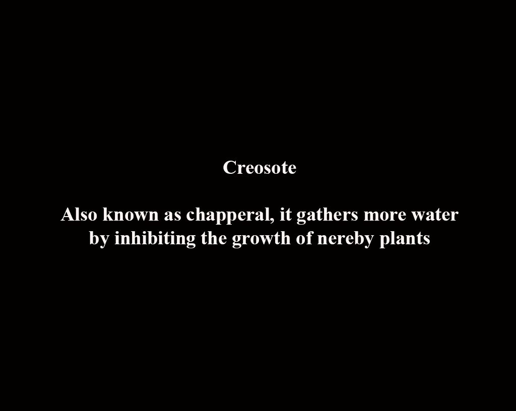1creosote