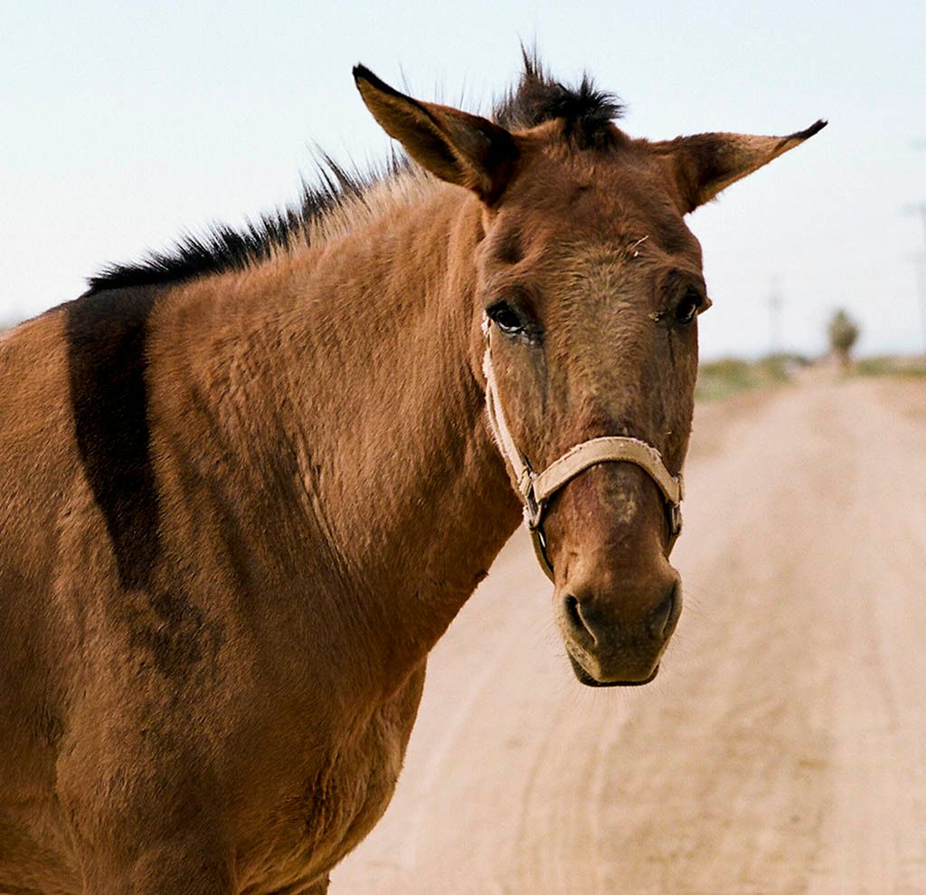 PORTRAIT OF 'ROCK 'AN' ROLL' Cuervo's muleSlabber