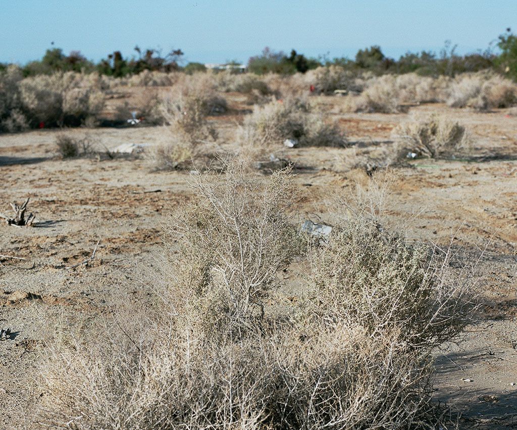 Creosote, also known a Chapparal, is the most common plant in Slab City. It secures more water by inhibiting the growth of nearby plants.