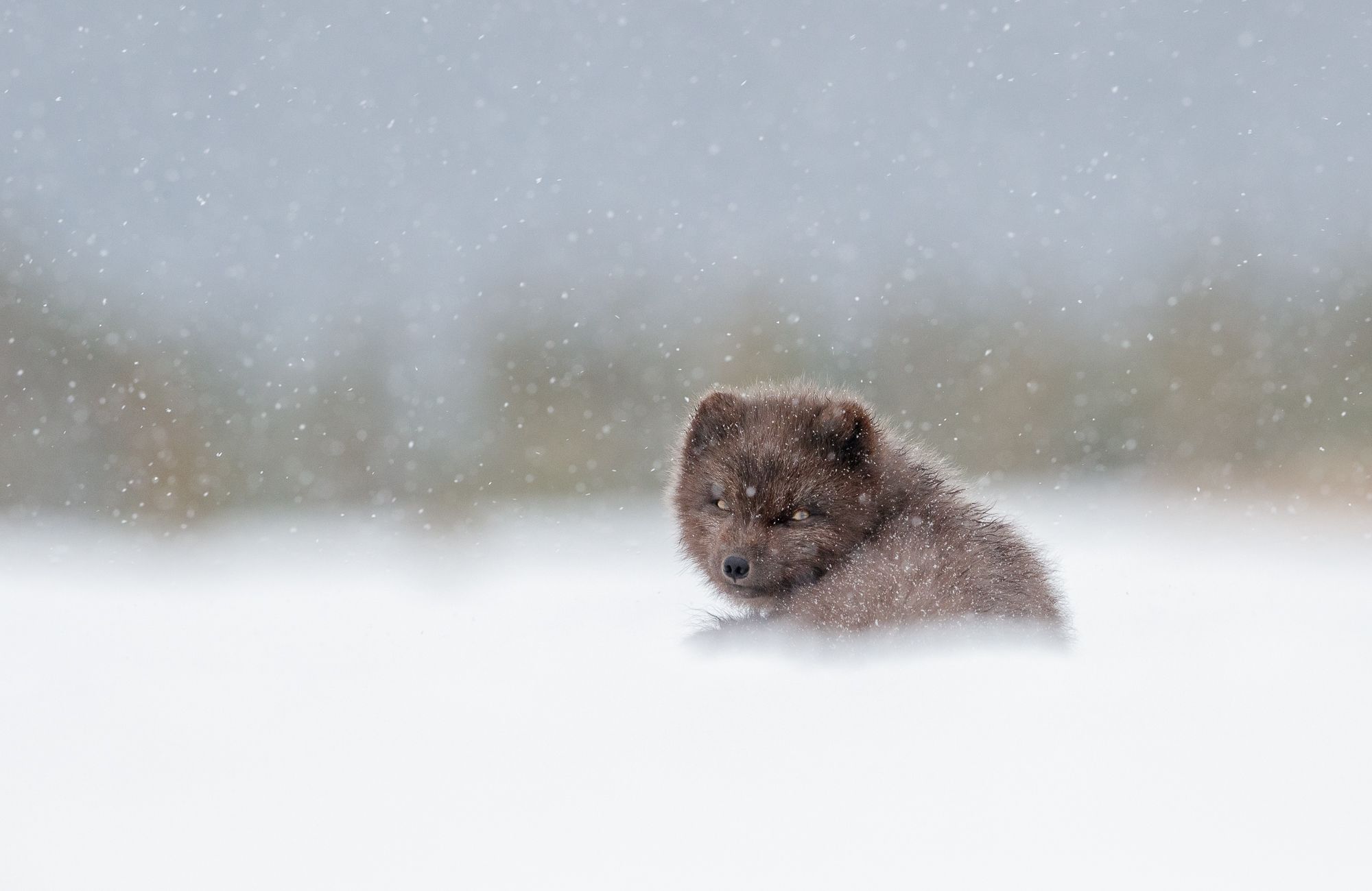 Blue Morph Arctic Fox