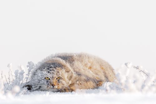 Pallas Cat in Snow in Mongolia