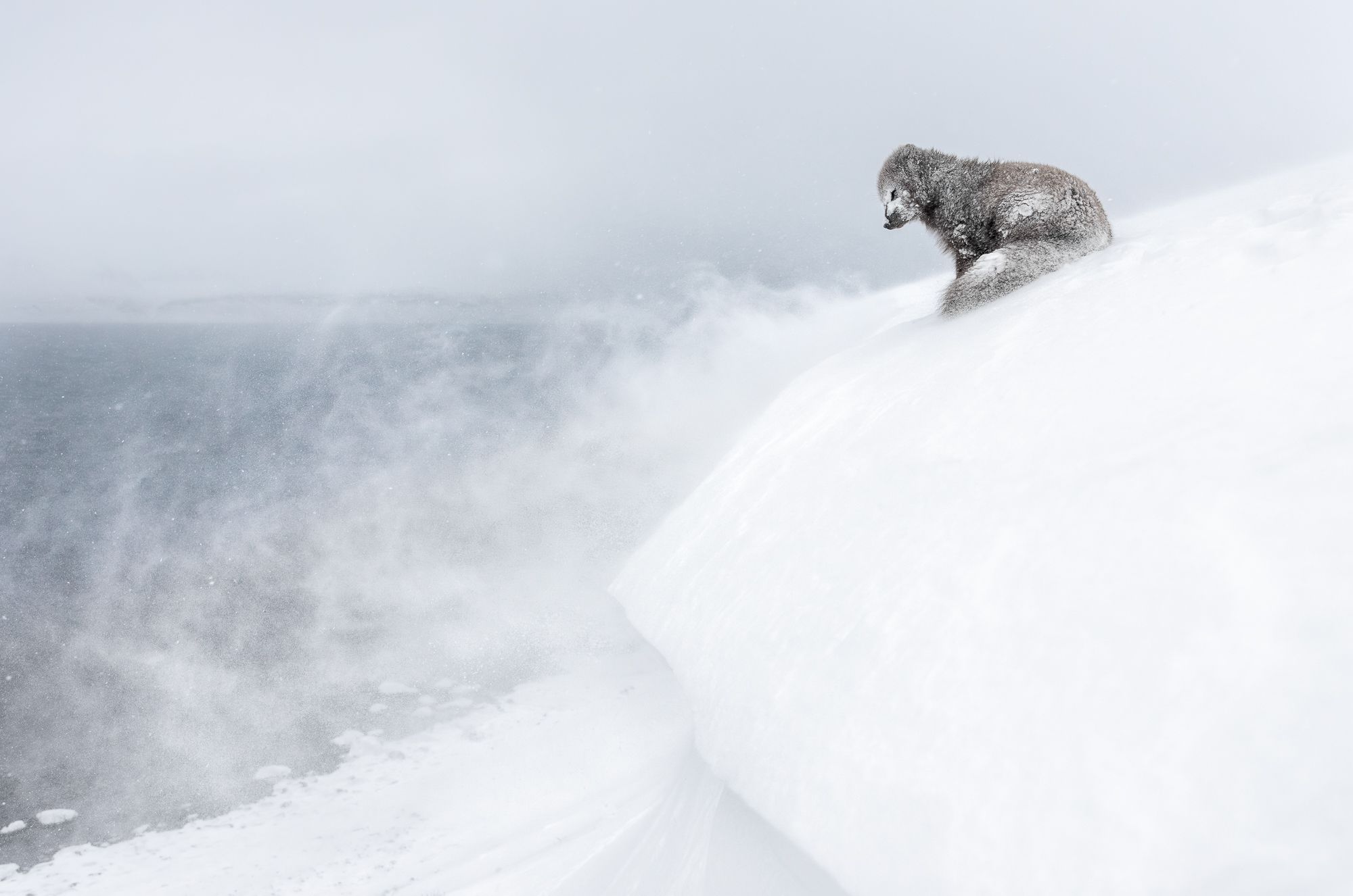 Blue Morph Arctic Fox