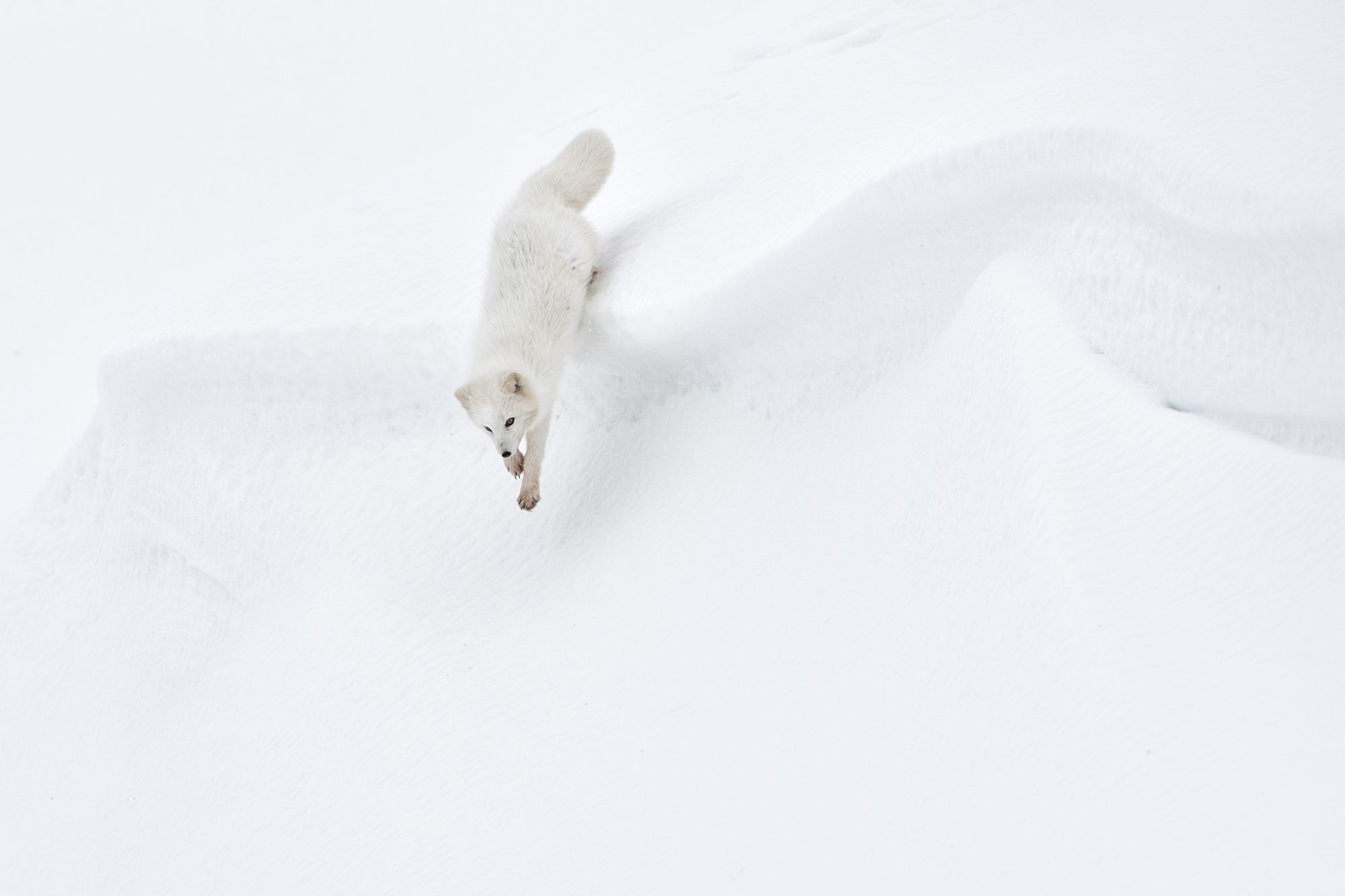 White Morph Arctic Fox