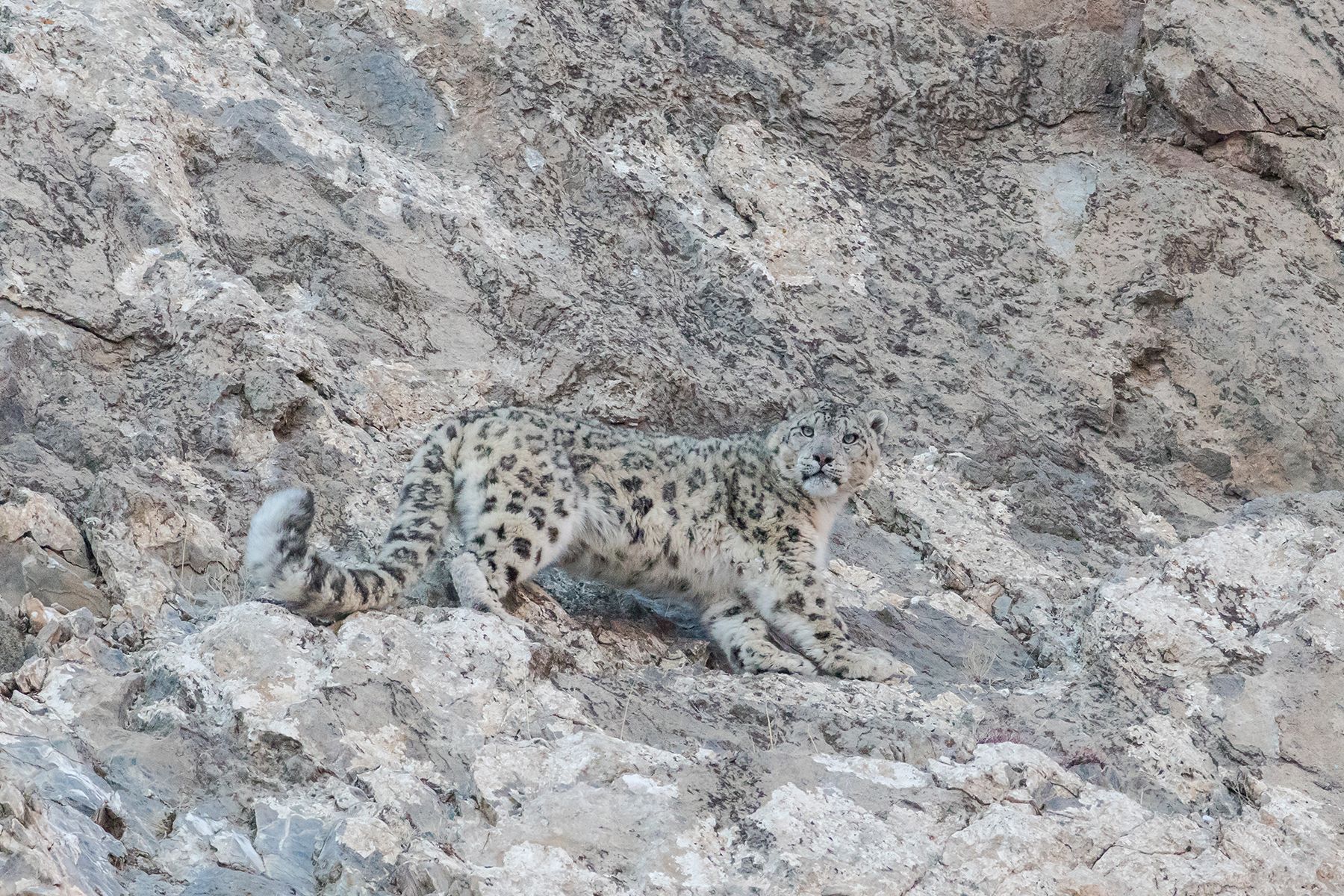 Snow Leopard in Mongolia