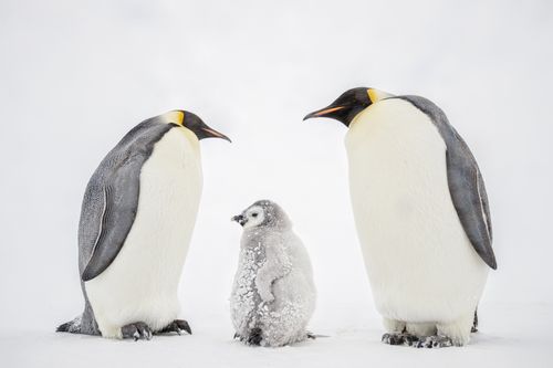 Emperor Penguin