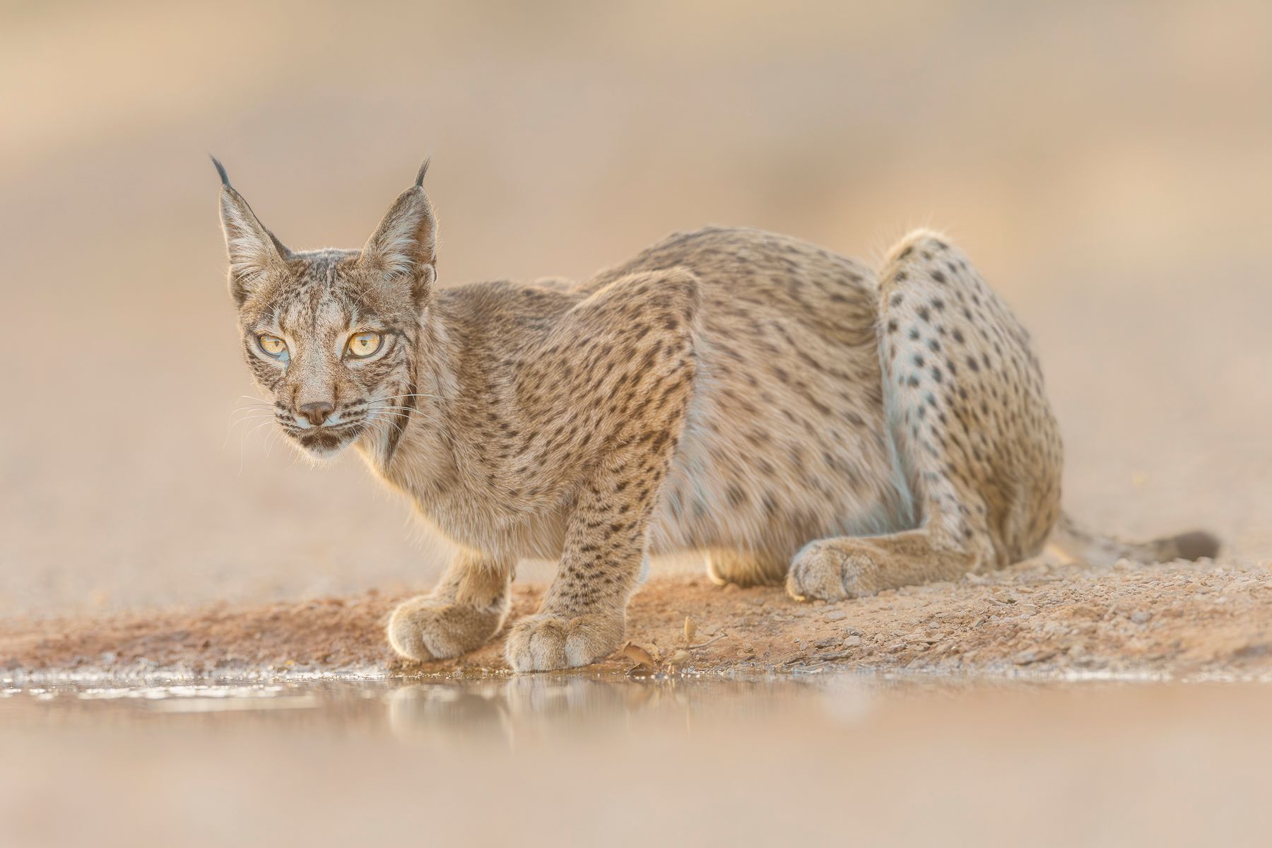 Iberian Lynx