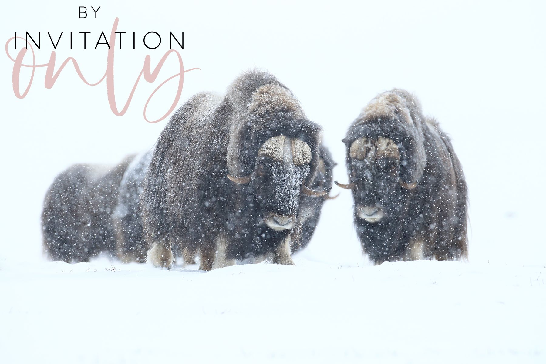 Musk Oxen in Winter Expedition in Eastern Greenland with Joshua Holko Musk Ox Expedition