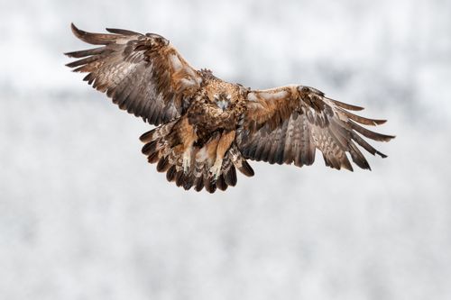 Golden Eagle Finland Winter by Joshua Holko Golden Eagle Finland Winter