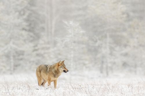 finlandwinter-10-holko.jpg