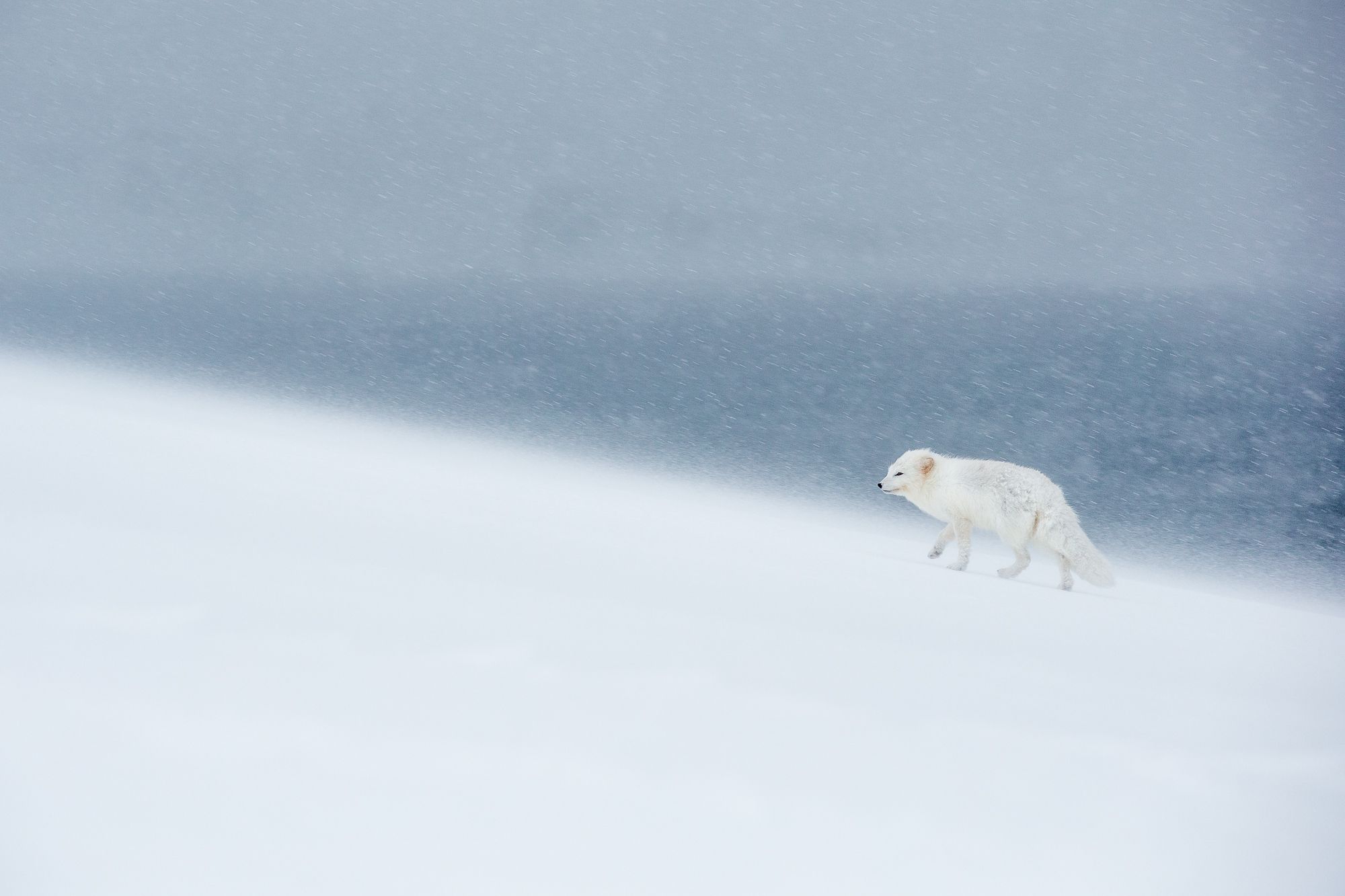 White Morph Arctic Fox