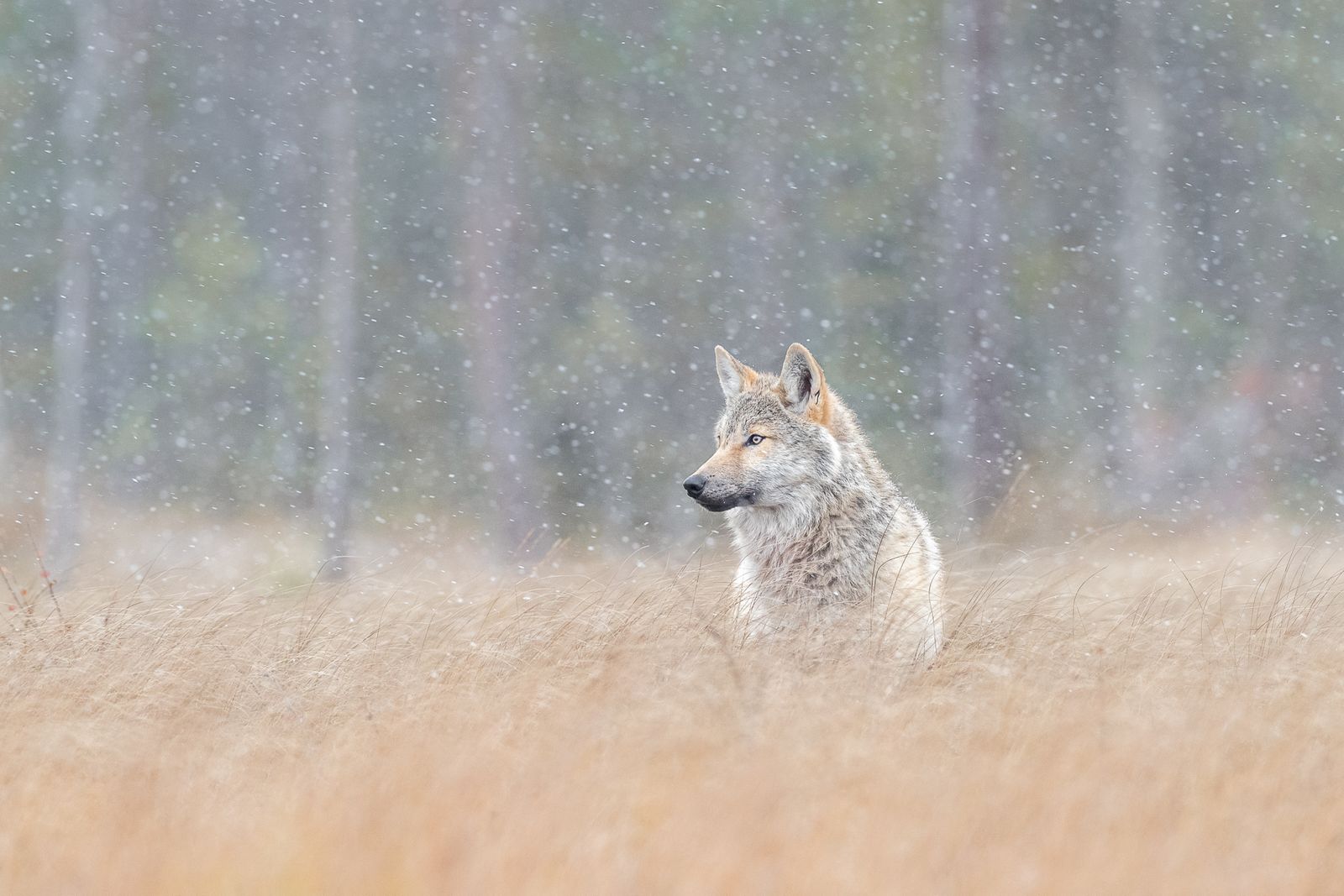 Wolf on the Finland border with Russia by Joshua Holko Wolf on the Finland border with Russia