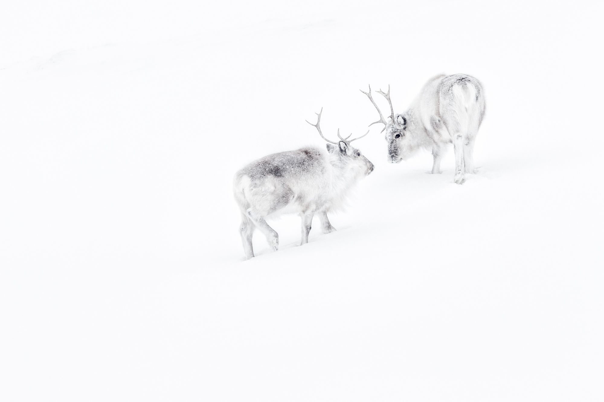 Reindeer in Snow in the Arctic