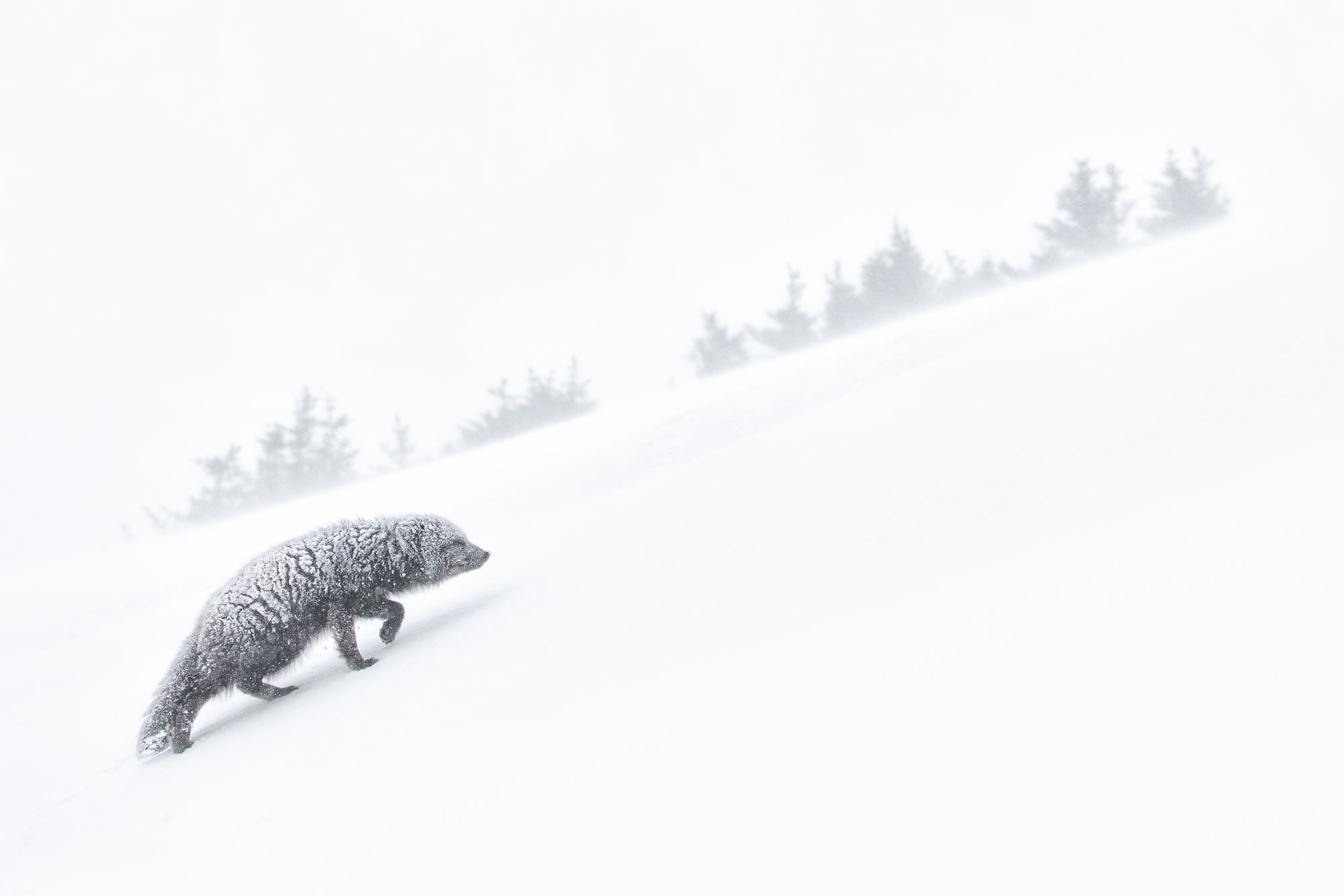Blue Morph Arctic Fox
