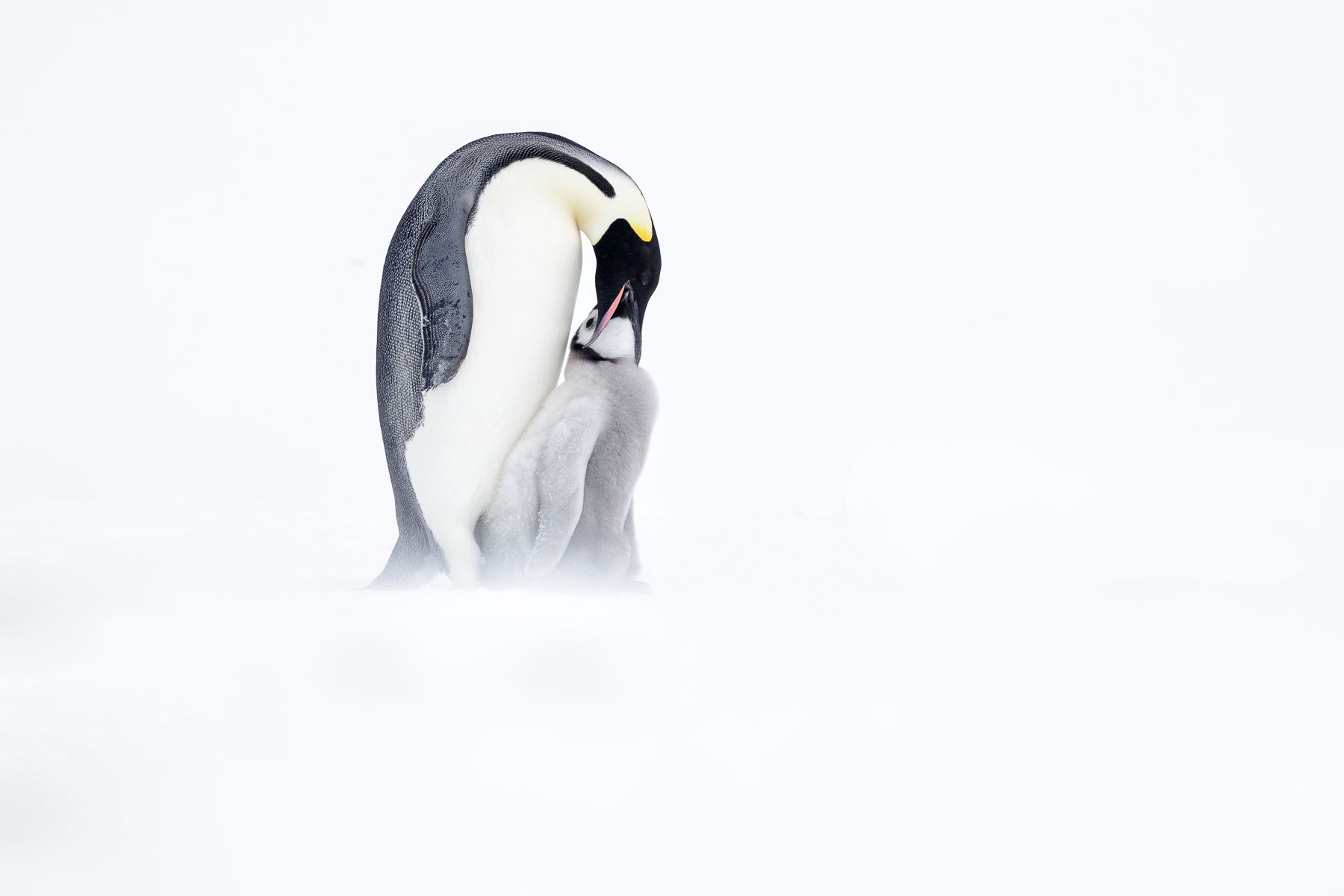 Emperor Penguin