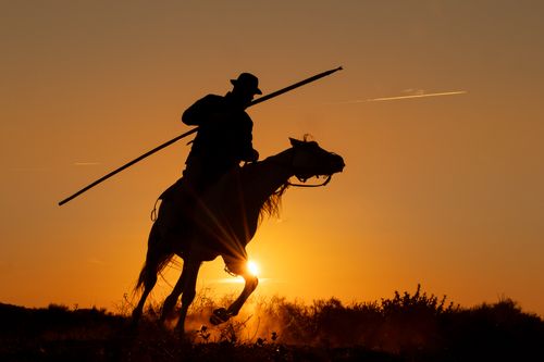 White Horses of the Camargue