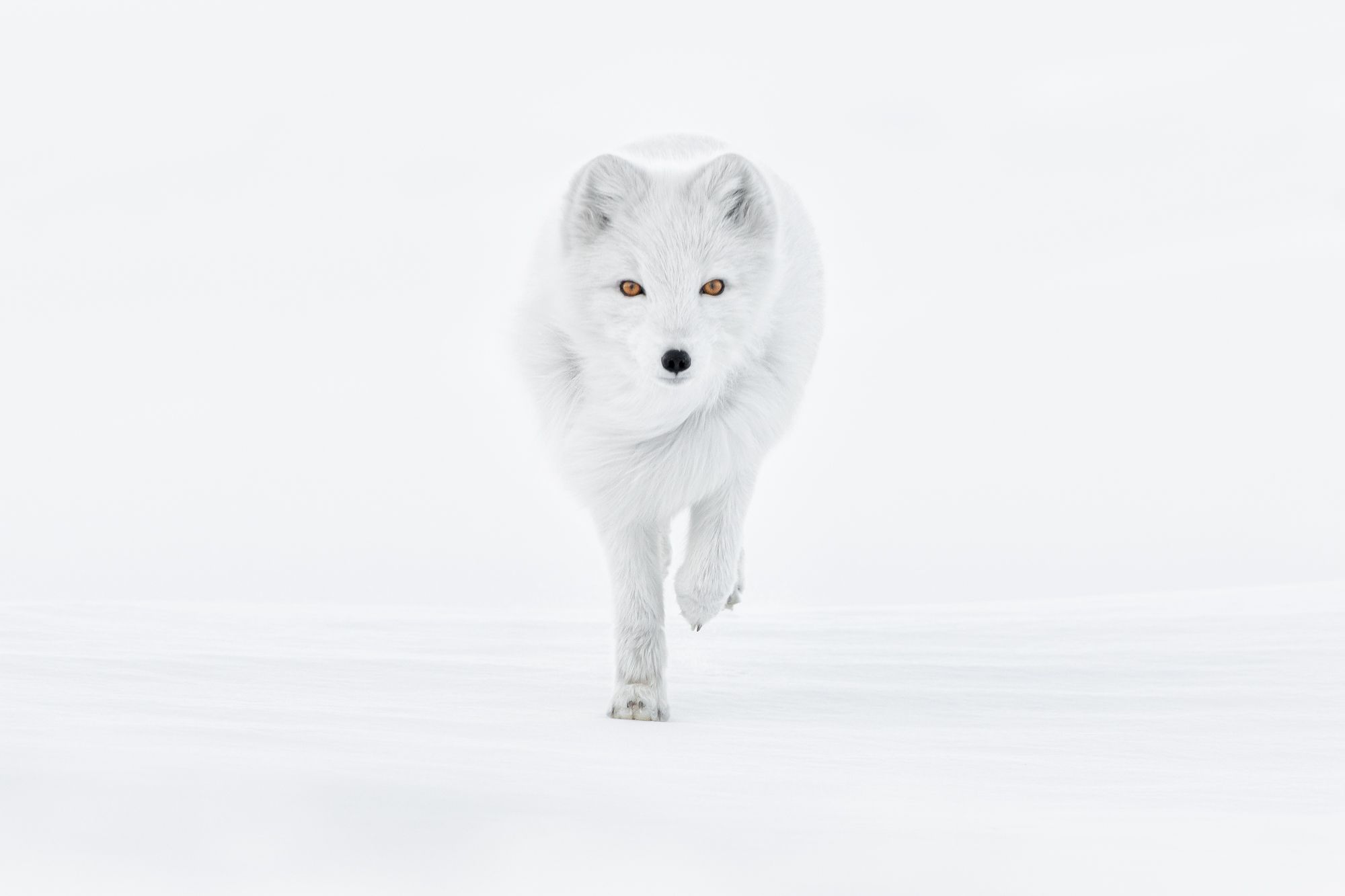 Arctic Fox on the Run