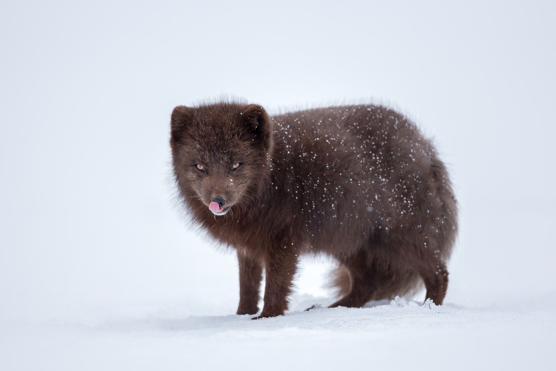 Wild Nature Photo Travel | ARCTIC FOX - Wild Nature Photo Travel