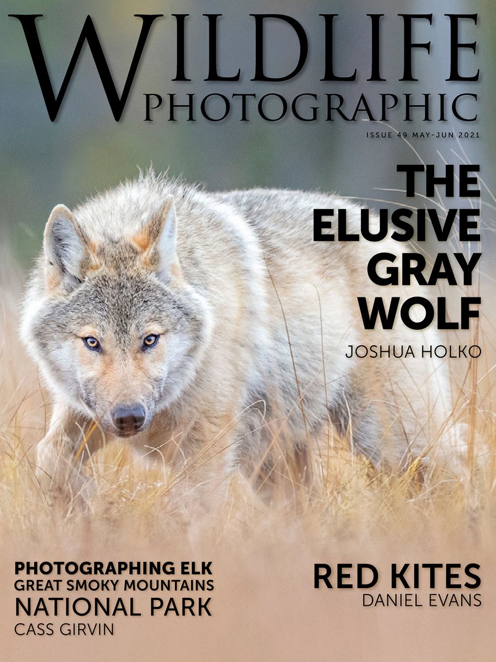 Wildlife Grey Wolf 