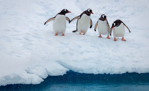 15_1penguin_ice_antarctica.jpg