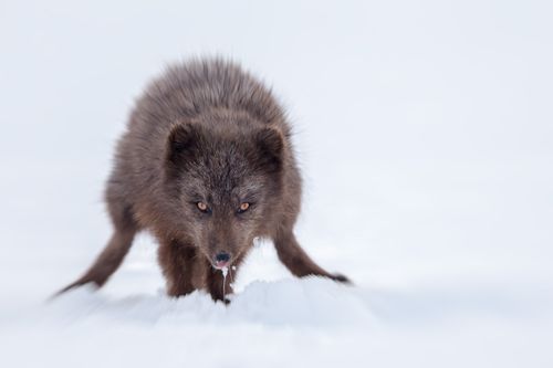 Arctic Fox Photography by Joshua Holko Arctic-10.jpg