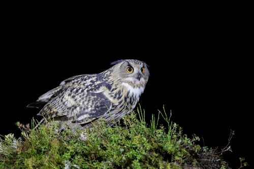 Eagle Owl at night Eagle Owl at night
