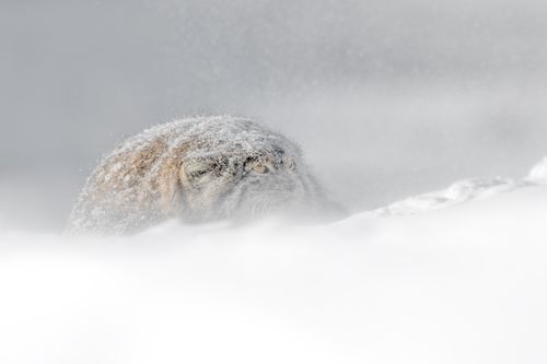 Pallas Cat in Snow in Winter in Mongolia