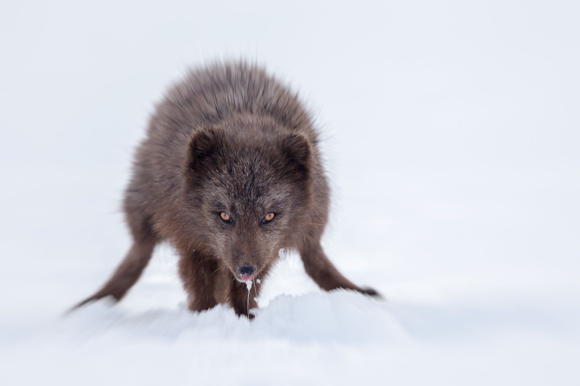 Blue Morph Arctic Fox