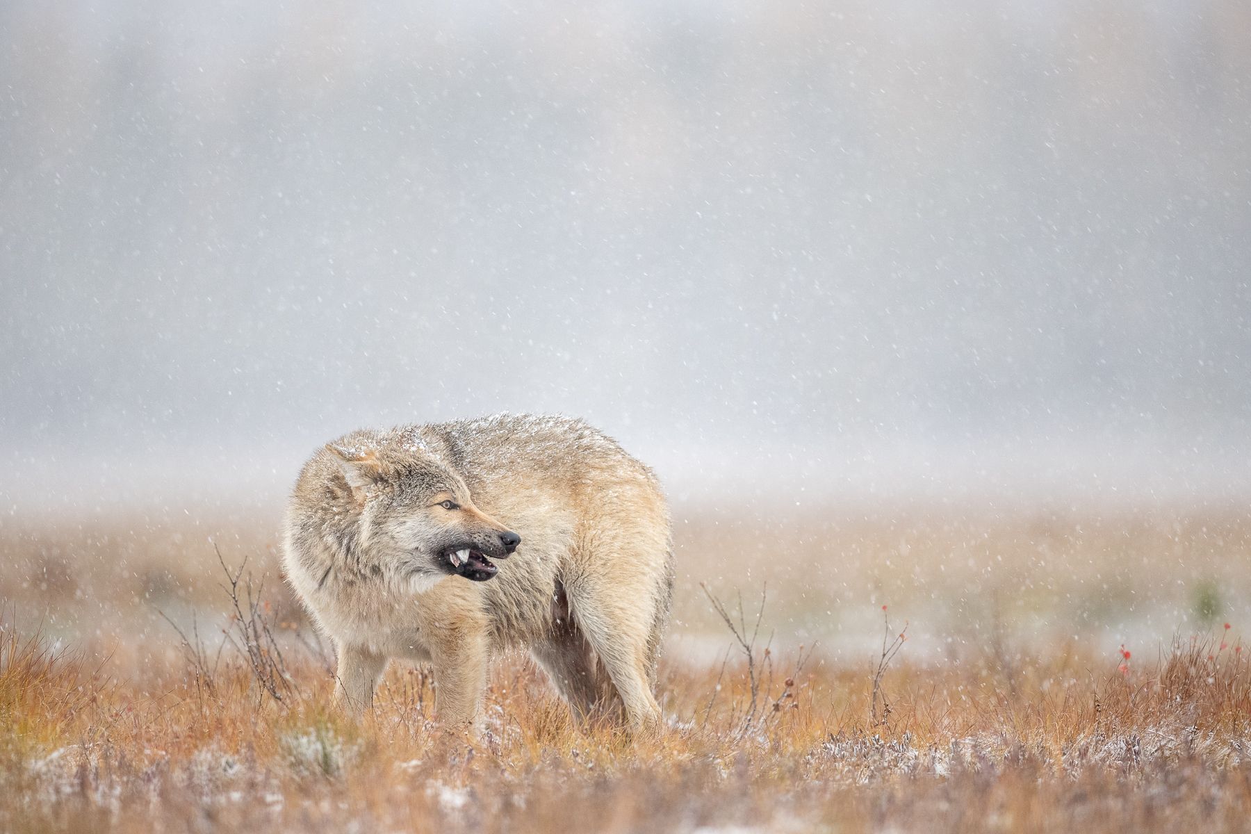 Wolf on the Finland border with Russia