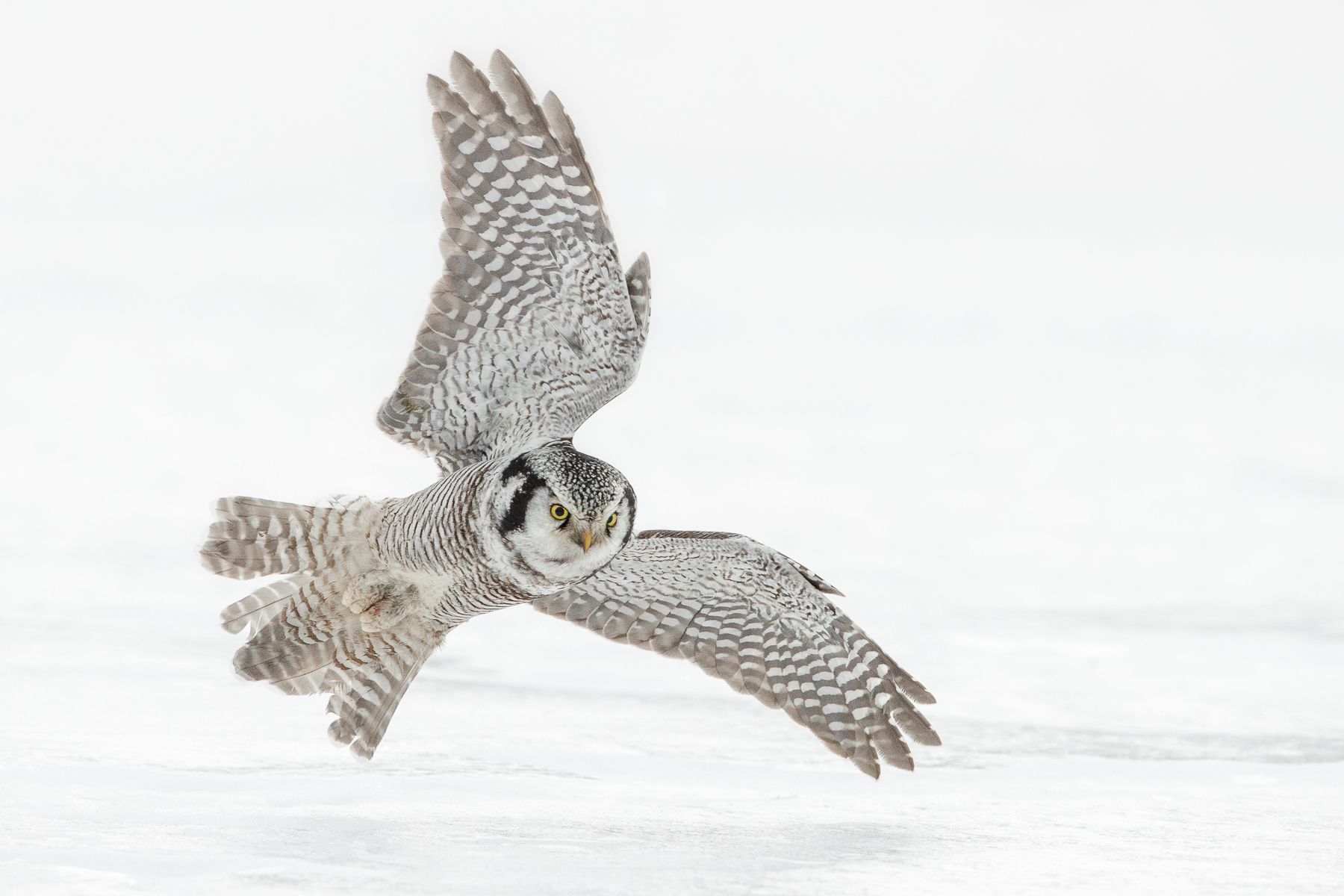 Hawk Owl