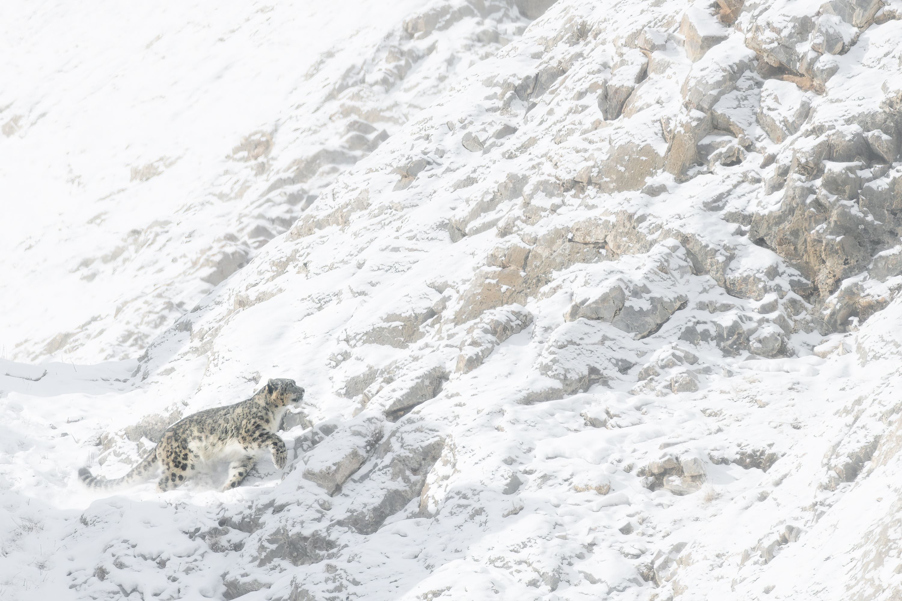 Snow Leopard in Altai Mountains in Mongolia