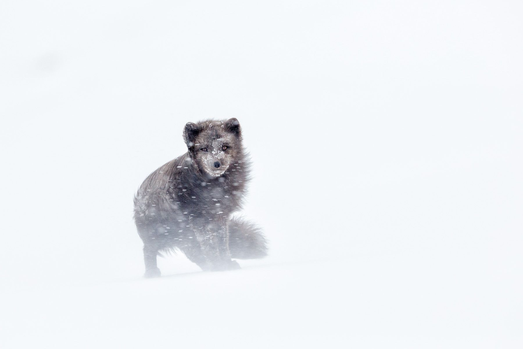 Arctic Fox Photography by Joshua Holko Click for More Information