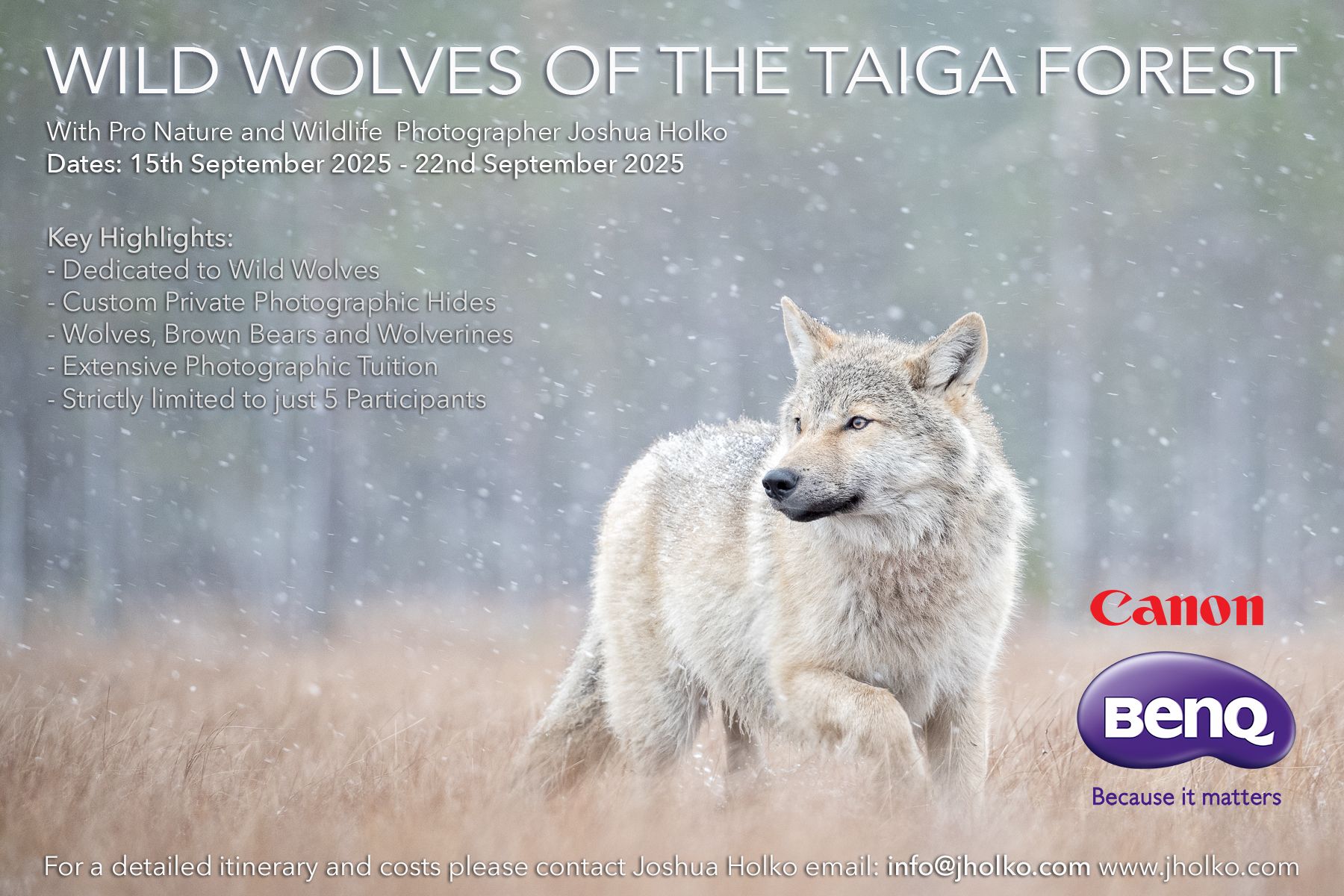 Wild Wolves of the Taiga Forest