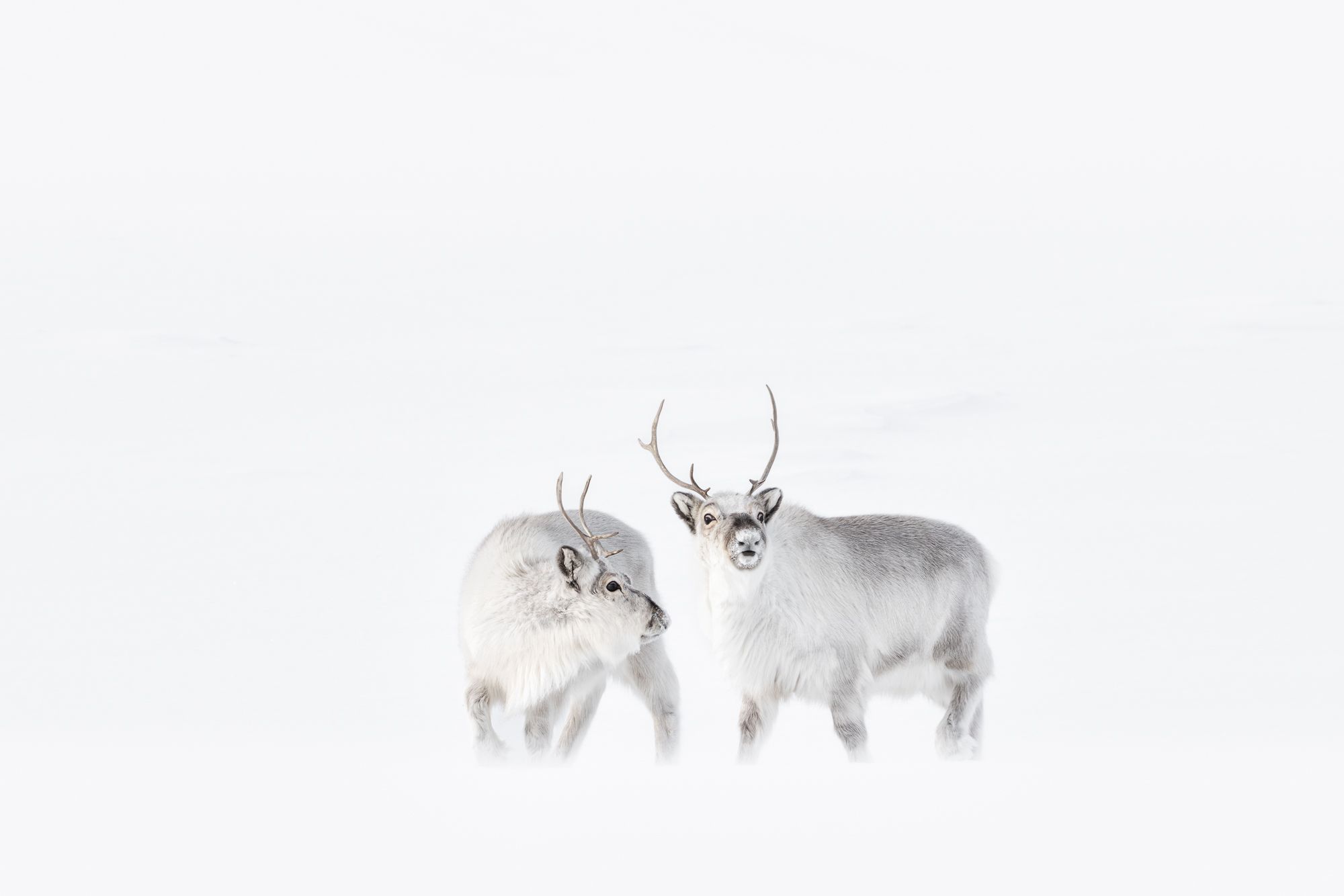 Reindeer in Snow in the Arctic