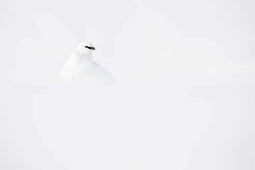 Svalbard Ptarmigan Winter