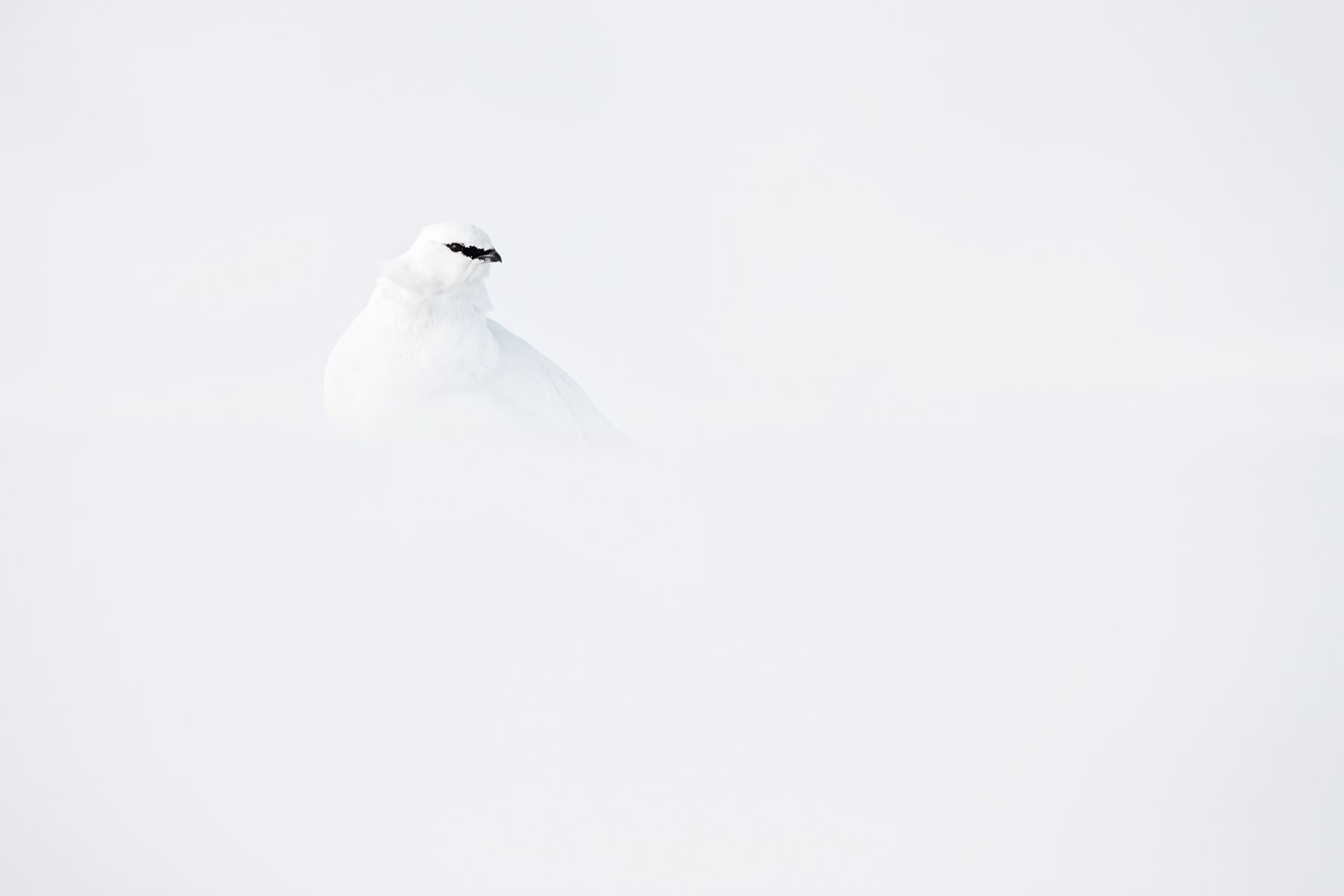 Svalbard Ptarmigan Winter