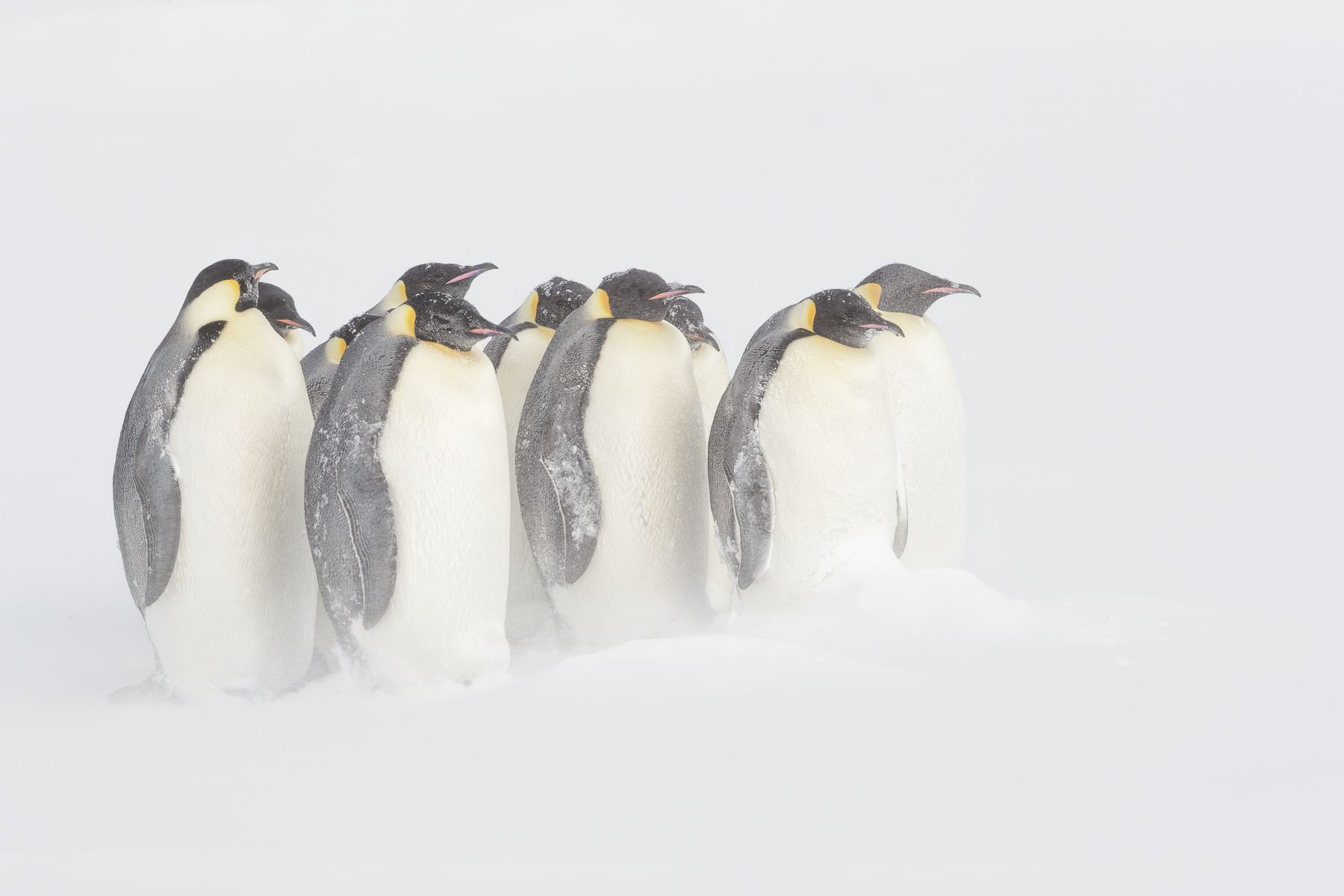 Emperor Penguin
