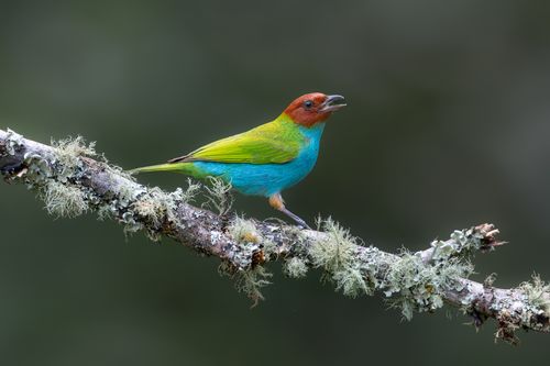 Tanniger in Colombia