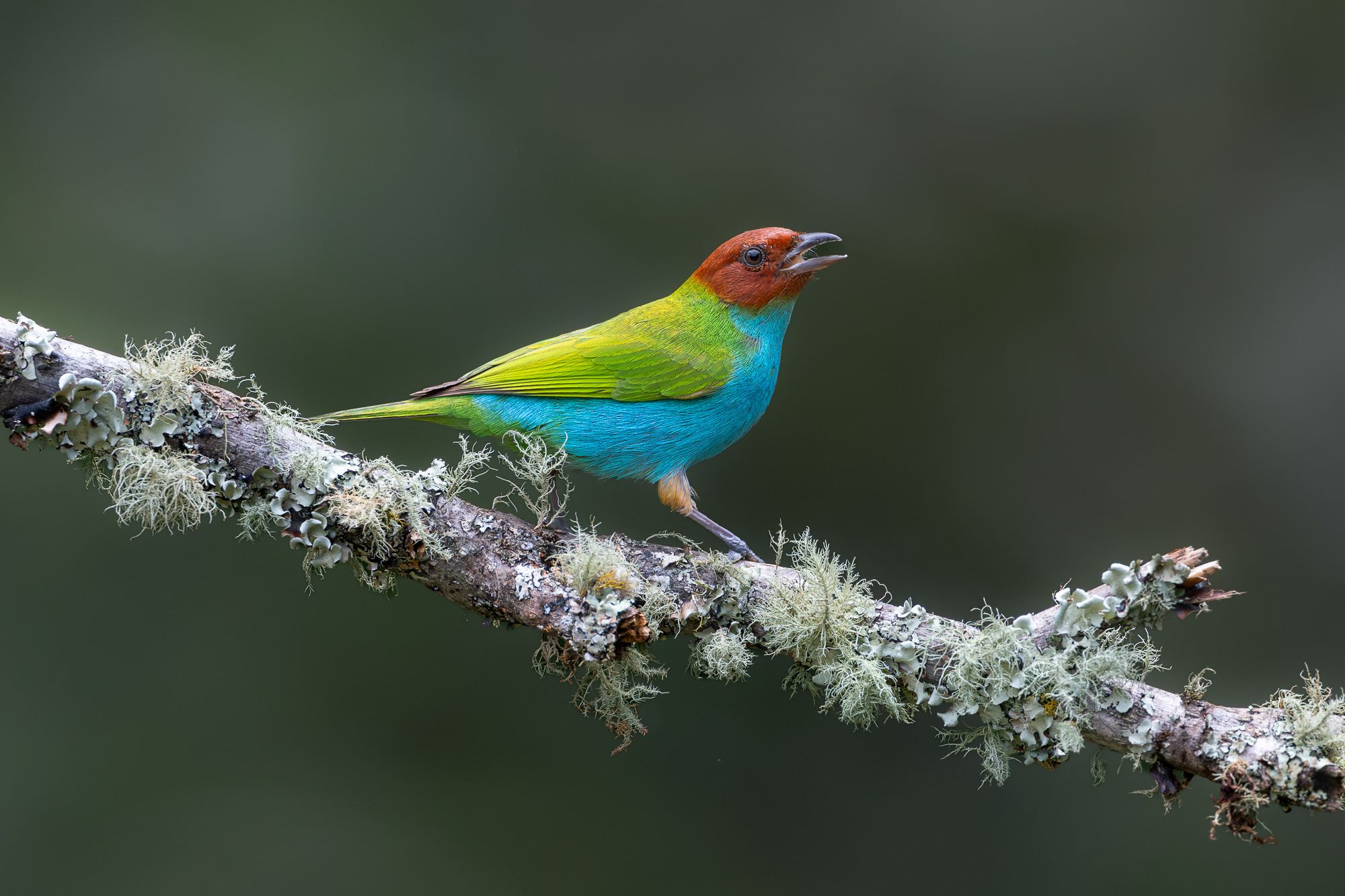 Tanniger in Colombia