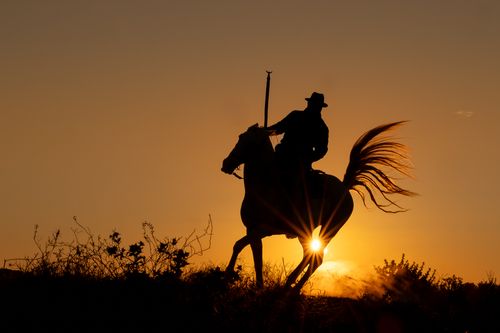 White Horses of the Camargue