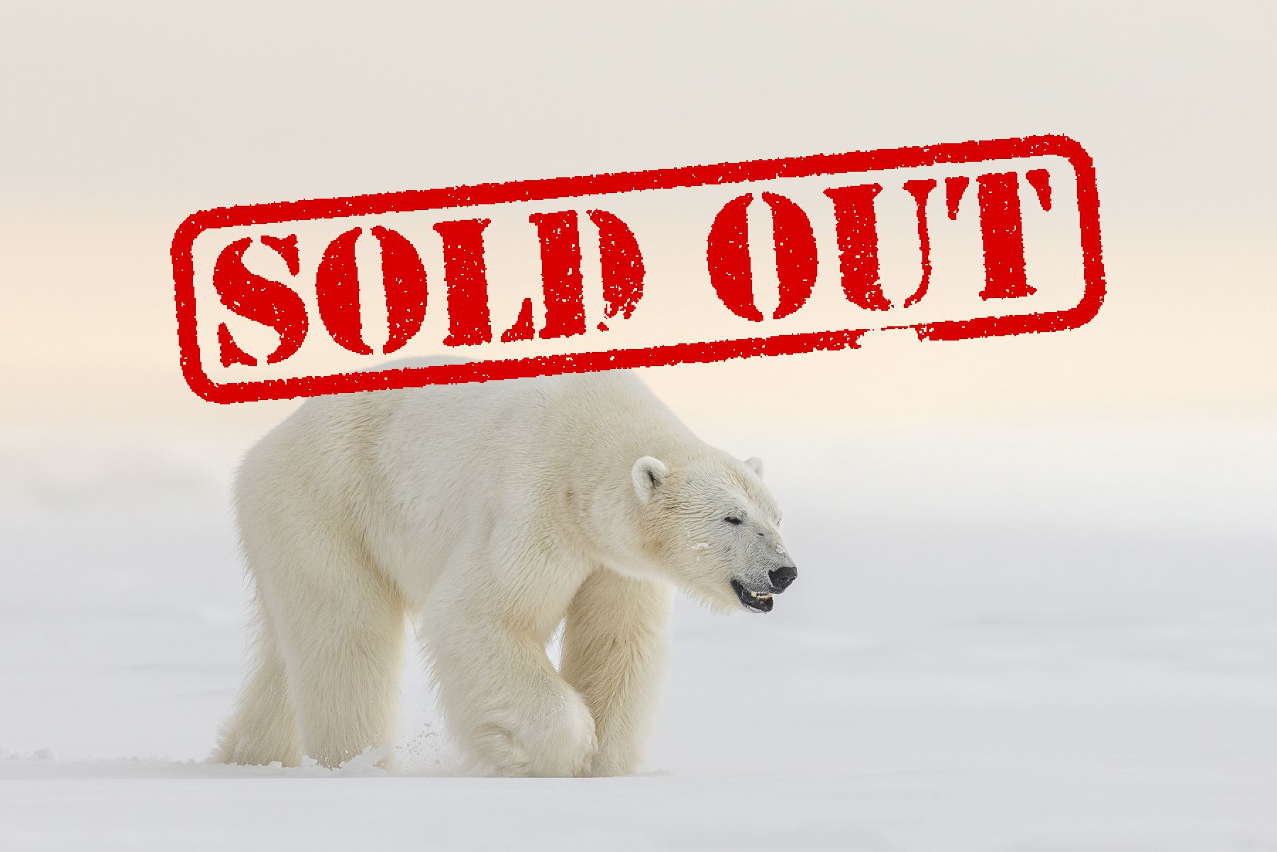 Polar Bear Sold out Workshop