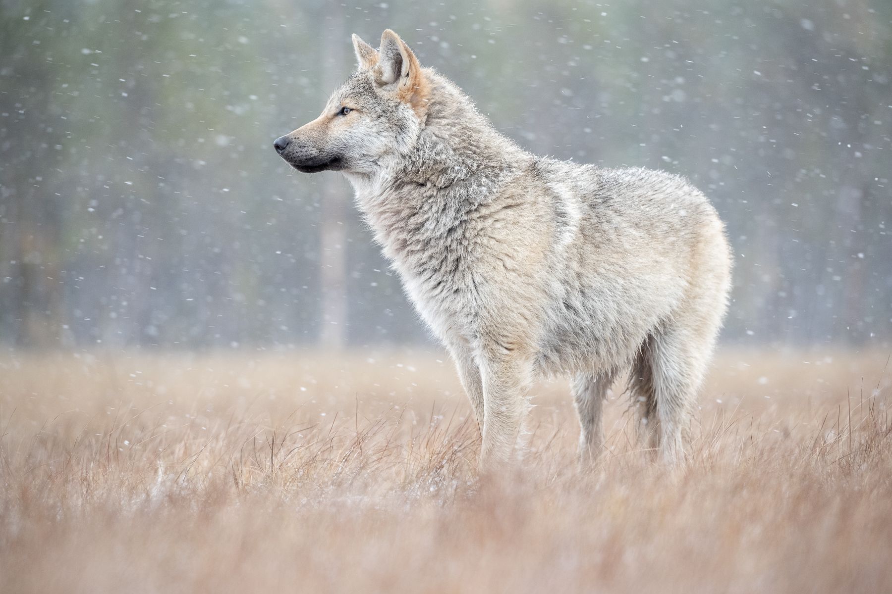 Wolf on the Finland border with Russia